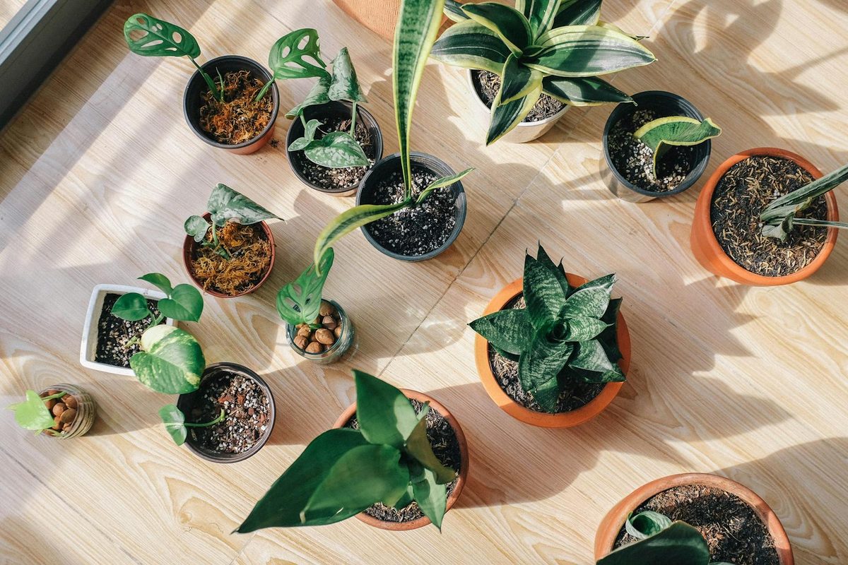 10 Best Houseplant Shopify Stores (2026)